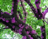Листопадные деревья. Церцис.