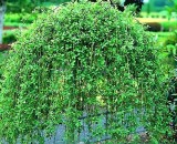 Лиственные породы. Иван плакучая.