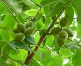 Лиственные породы. Орех манчжурский.