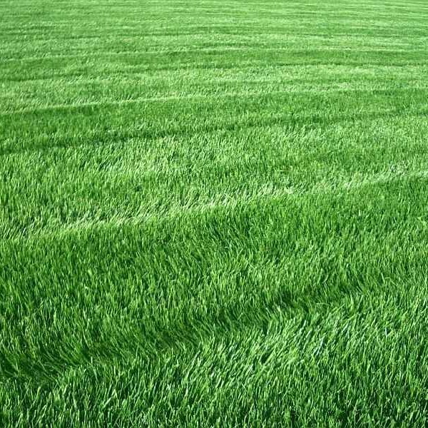 Ежа сборная описание газонной травы фото характеристики особенности выращивания для газона