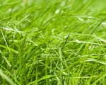 газонная трава
