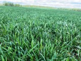 Спортивный рулонный газон от производителя