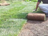 Правильный выбор газона