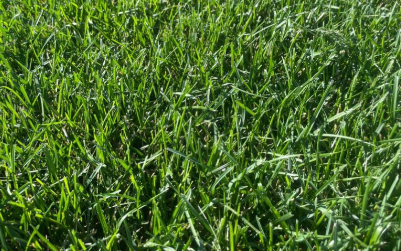 Стандартный вид газона