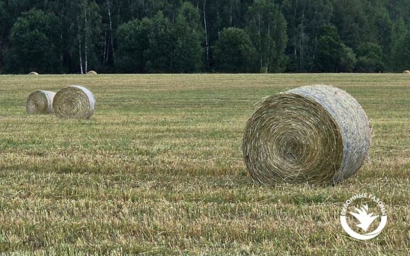 Сено на призводственном поле
