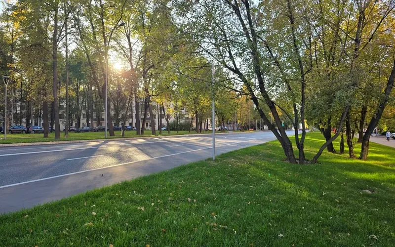 Городской вариант травяного покрова