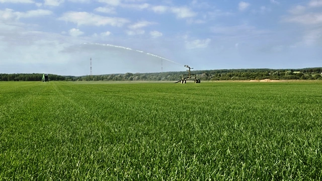 Газон на полях питомника