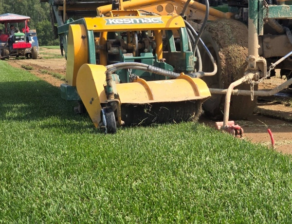 Газон в рулоне на полях питомника в Серпуховском районе