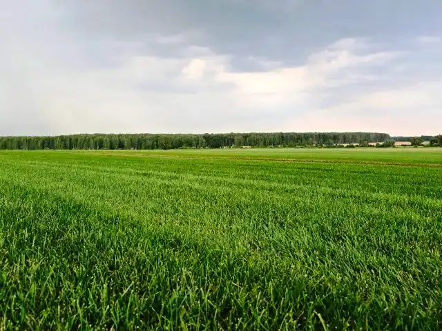 Готовый газон для укладки