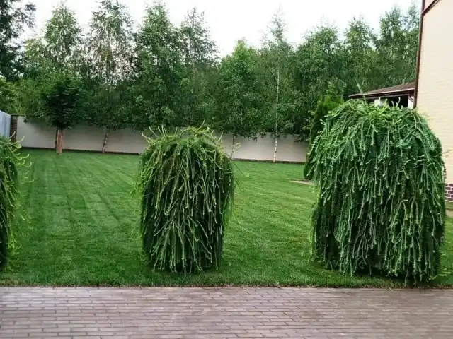Зеленая лужайка под ключ