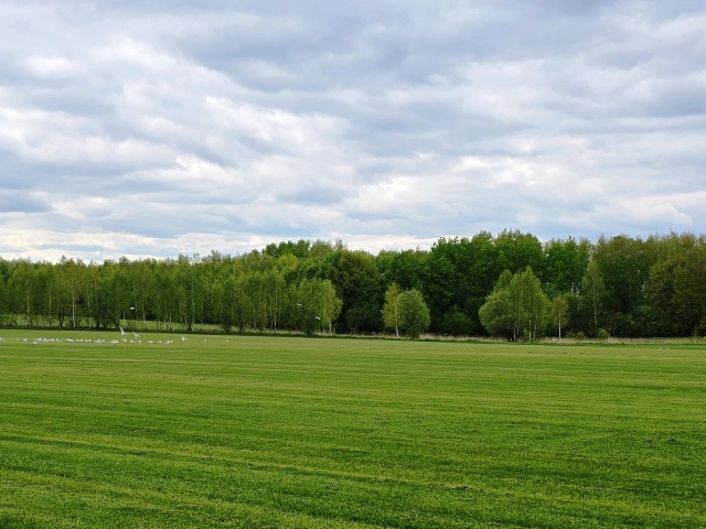 Газон в рулоне на полях питомника